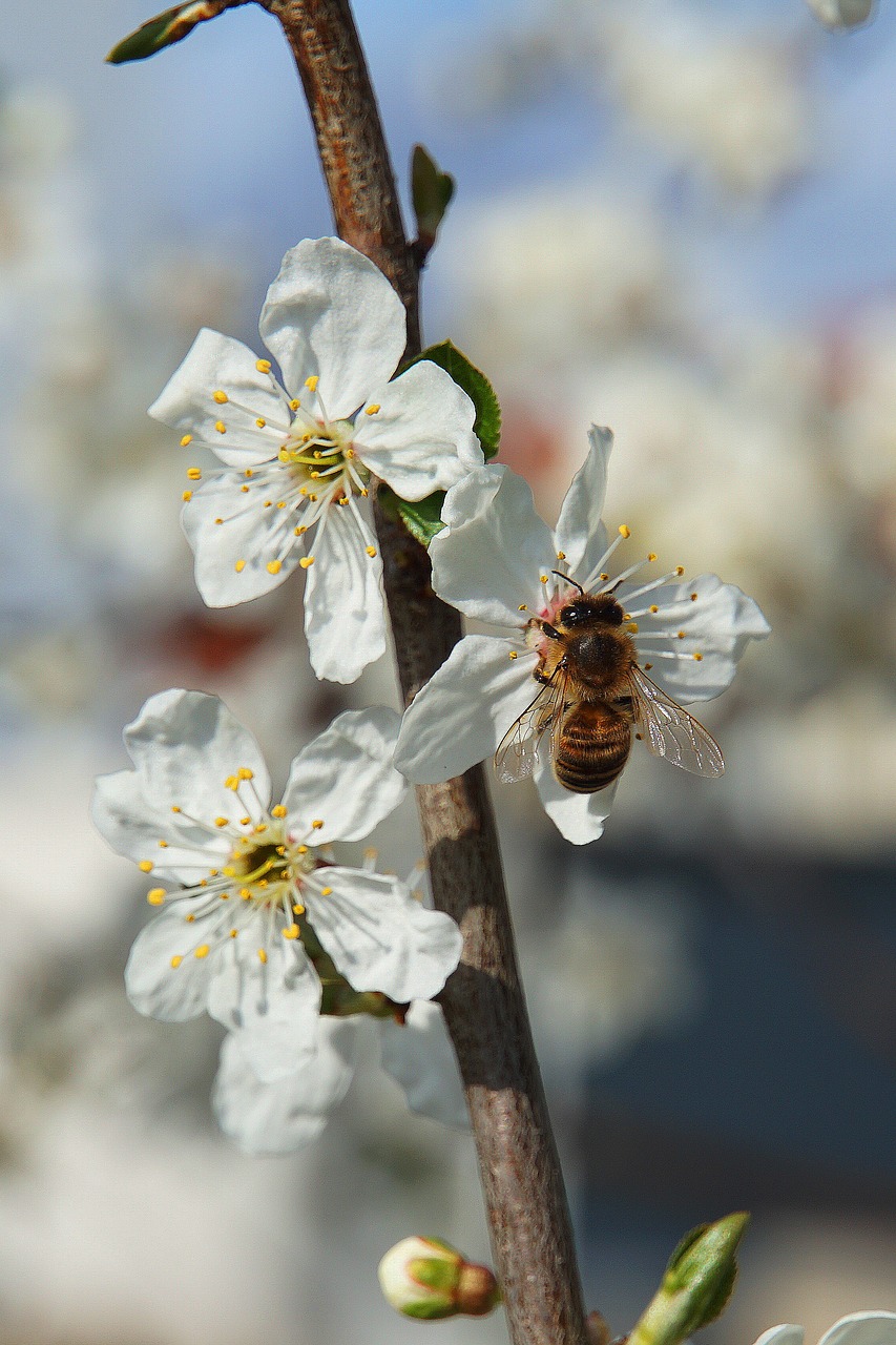 bee  flowers  apple blossoms free photo