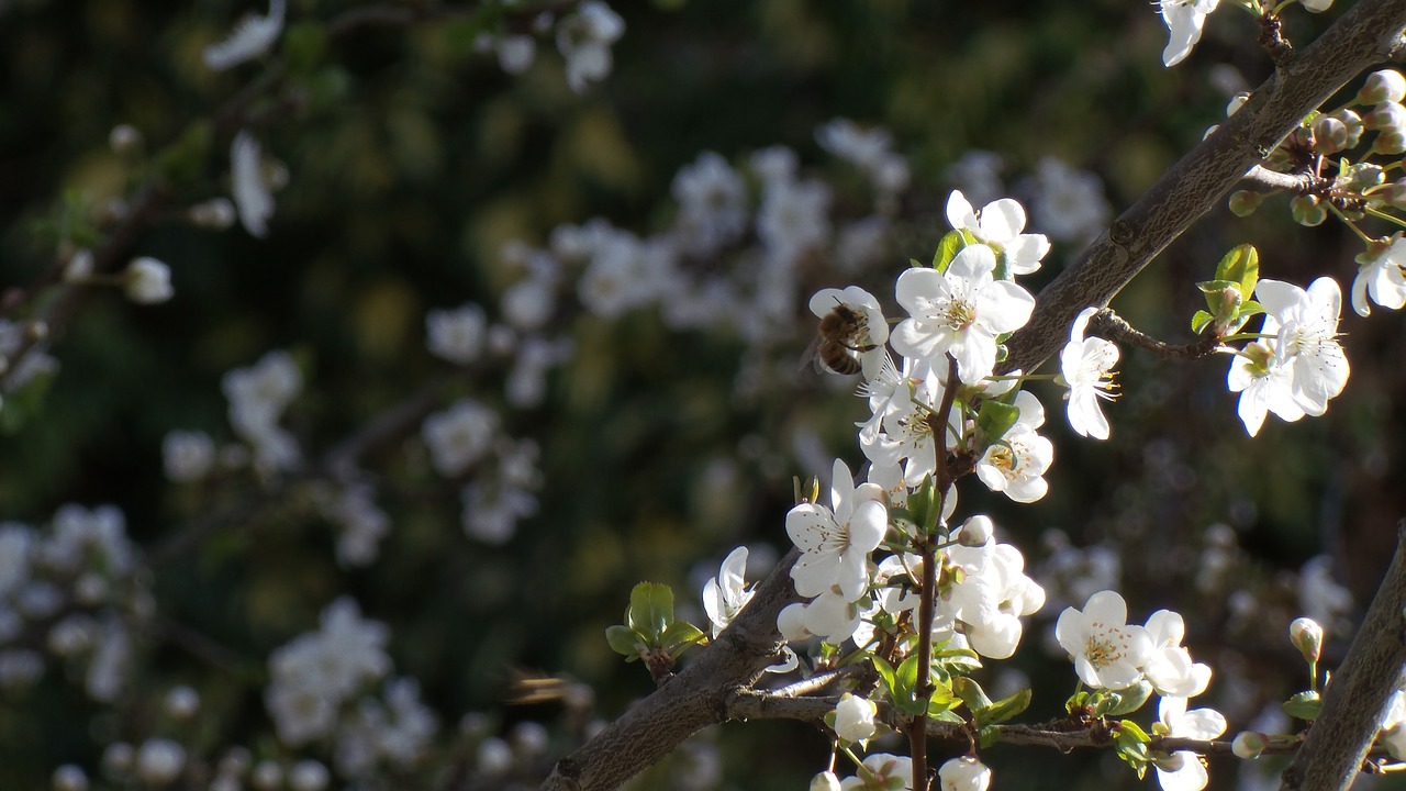 bee  springtime  plum flower free photo