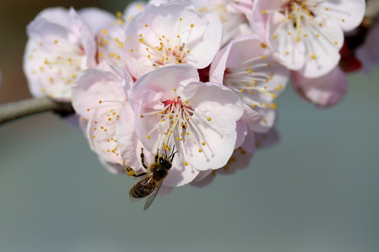 bee  flowers  white free photo