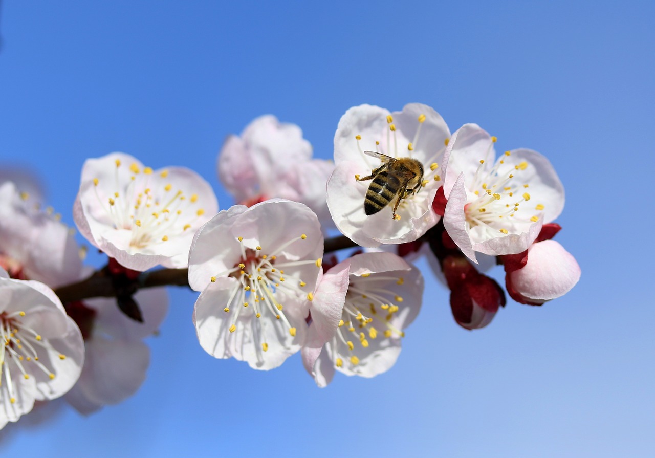 bee  flowers  white free photo