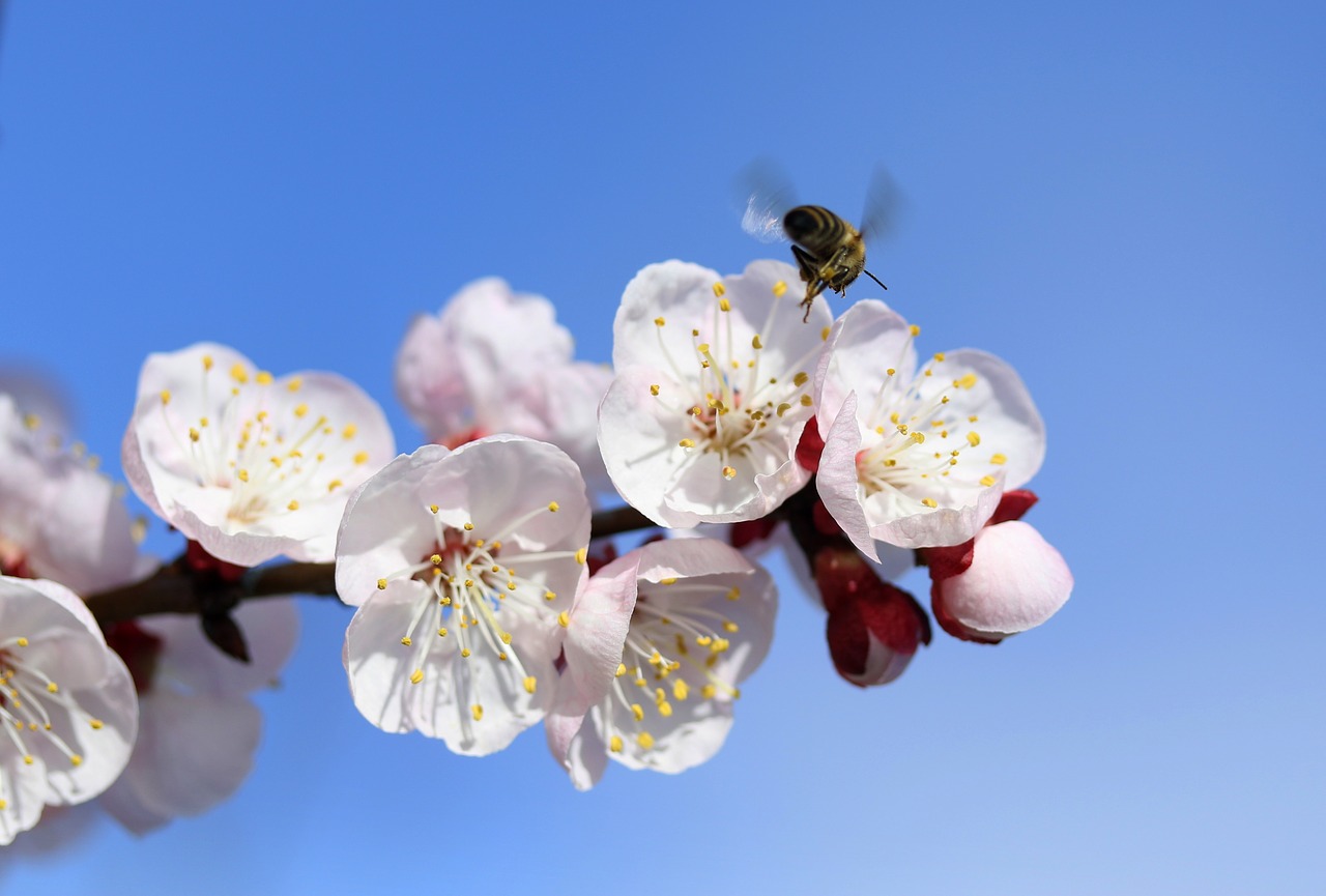 bee  flowers  white free photo