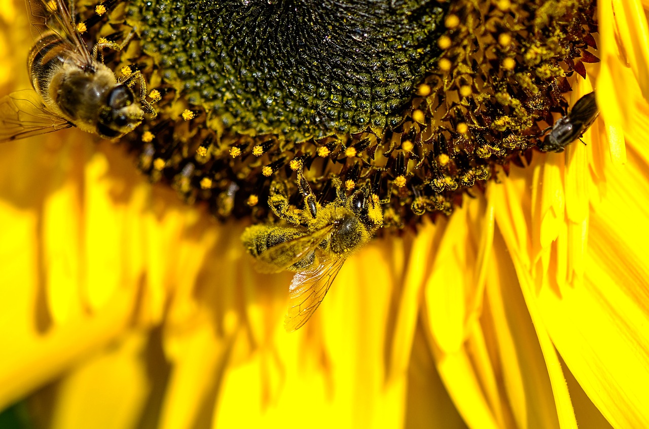 bee  pollination  nectar free photo