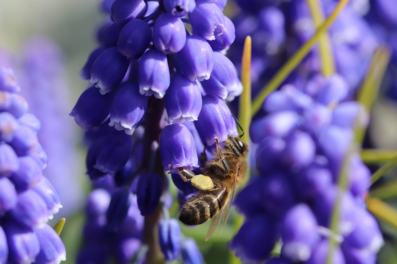 bee  insects  flower free photo