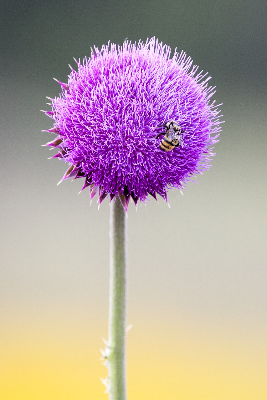 bee  flower  insect free photo