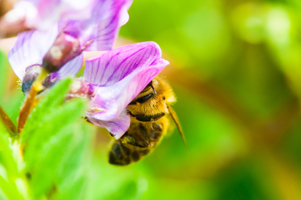 bee  flower  blossom free photo