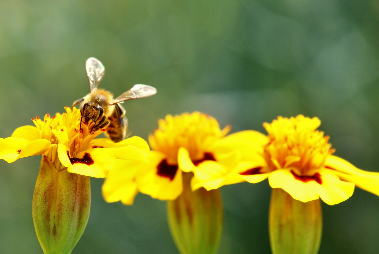 bee  marigold  pollination free photo