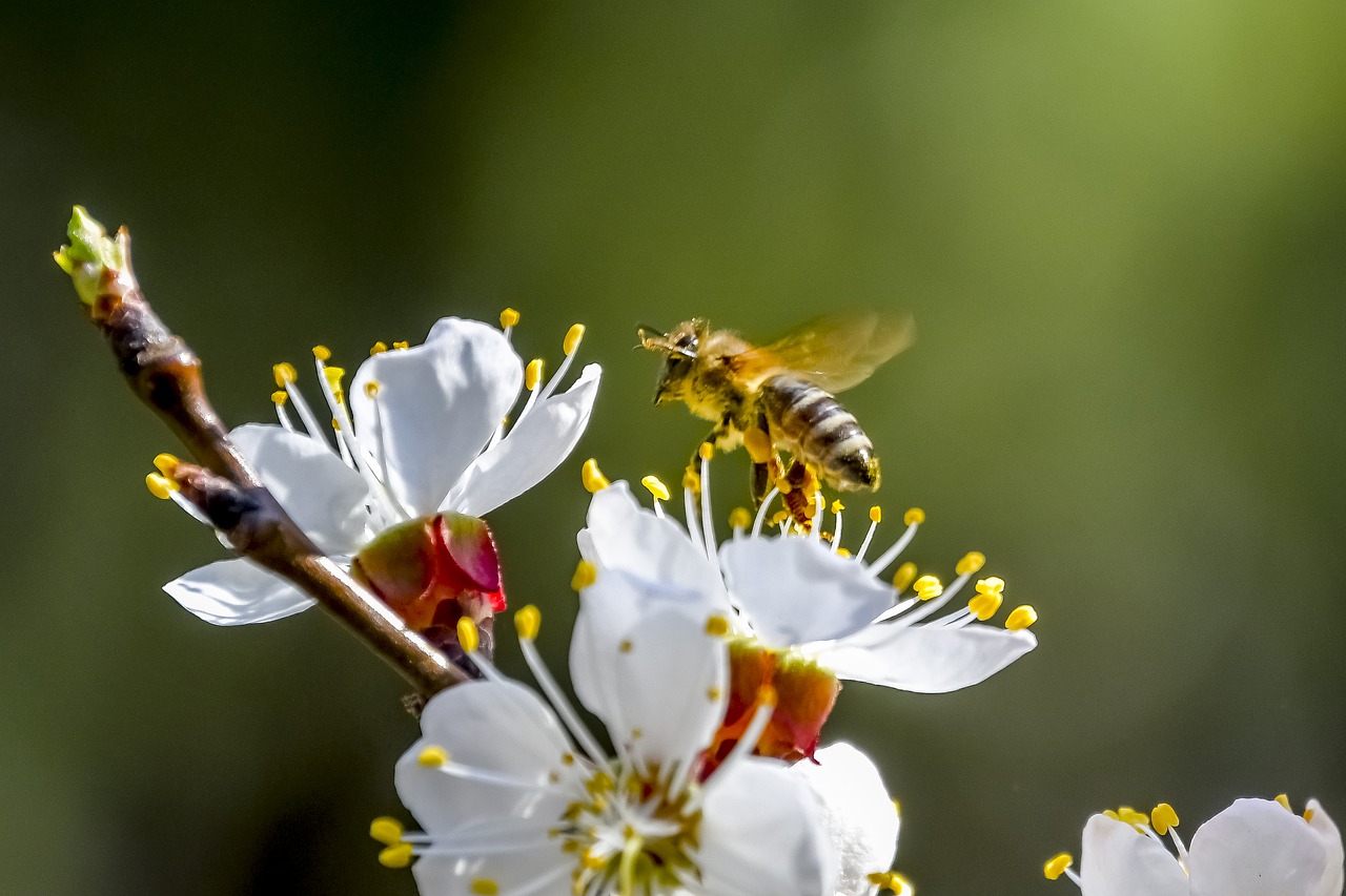 bee  flower  nature free photo