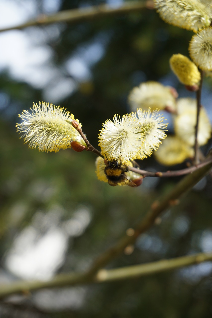 bee  nature  insect free photo