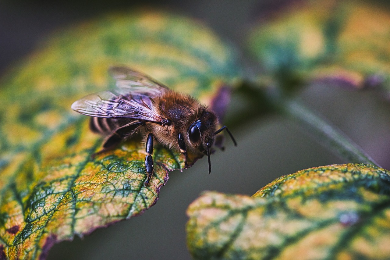 bee  leaf  autumn free photo