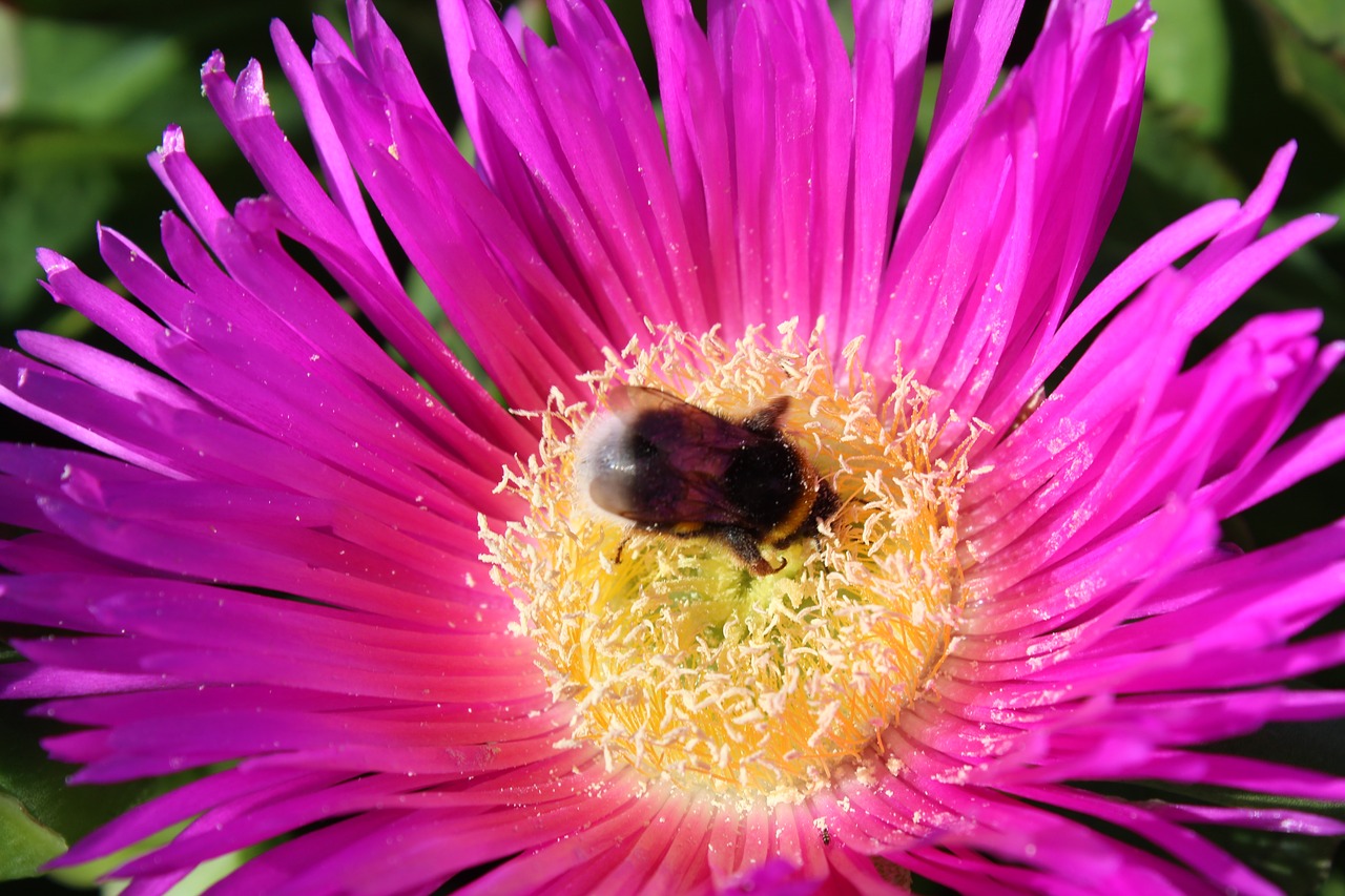 bee  honey  isolated free photo