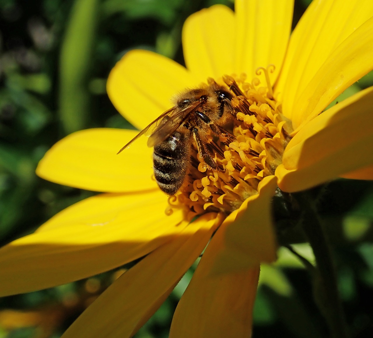 bee  insect  pollen free photo