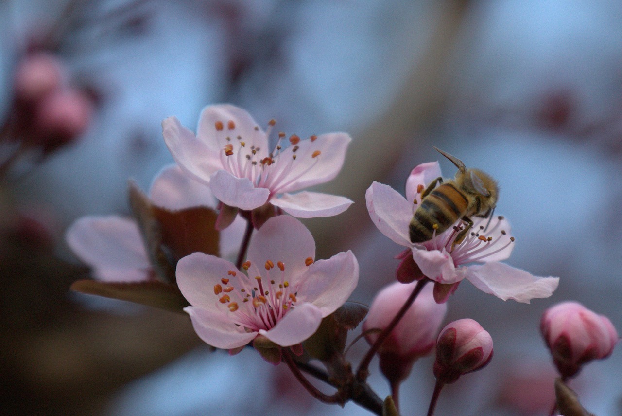 bee  blossom  bloom free photo