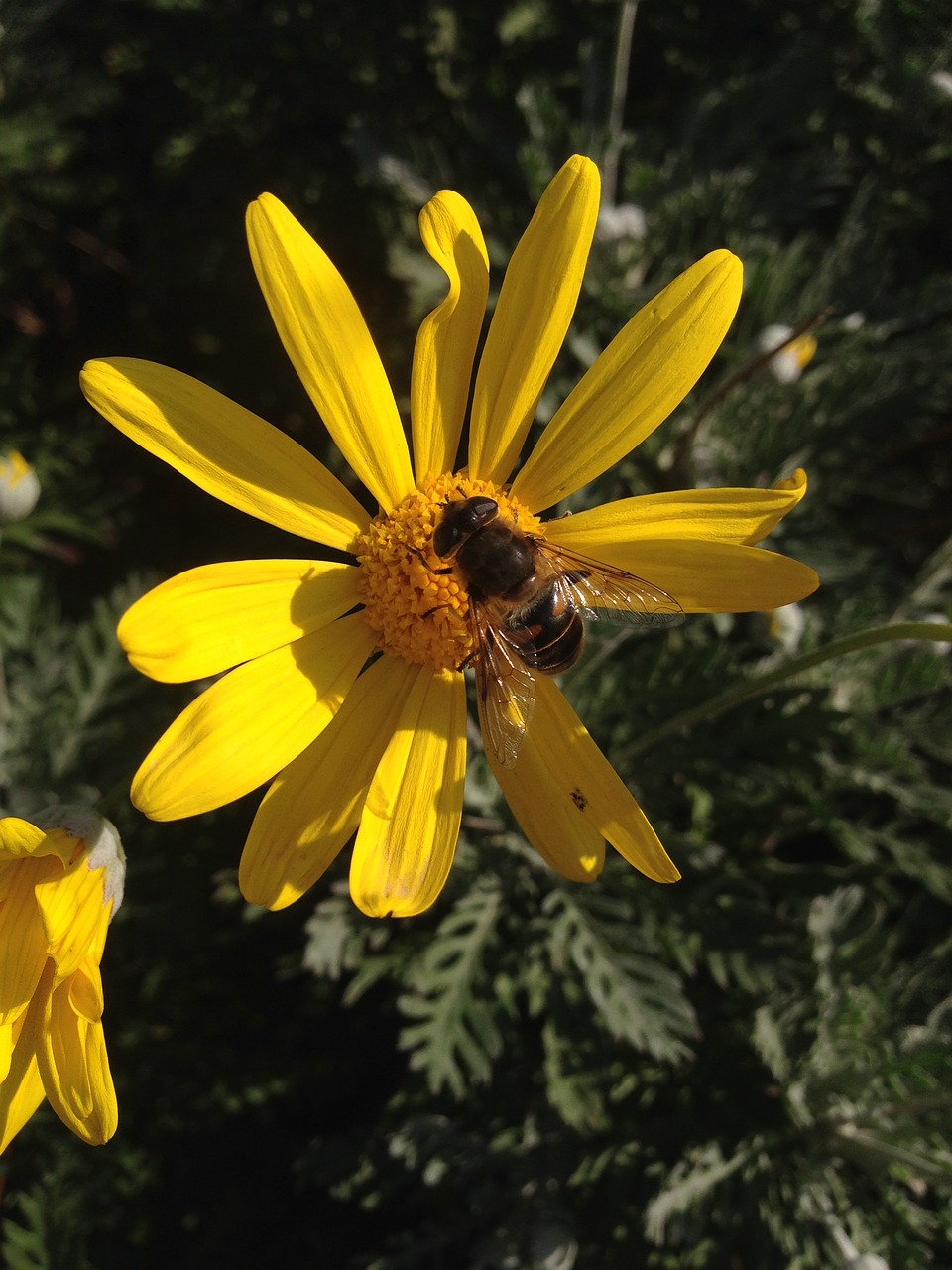 bee  flowers  nature free photo