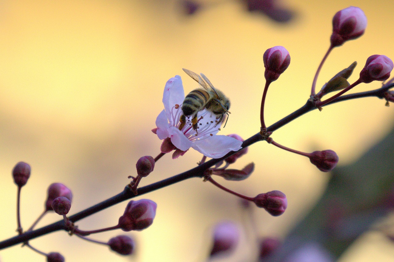 bee  blossom  bloom free photo