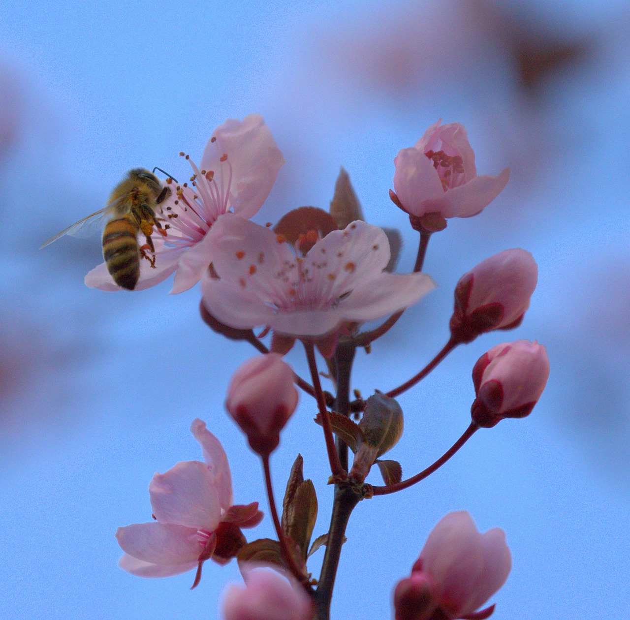bee  honey  collect free photo