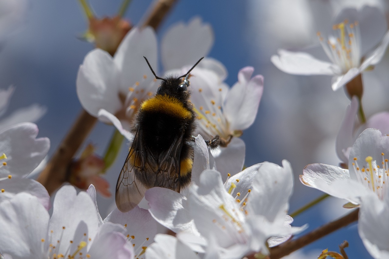 bee  insect  spring free photo