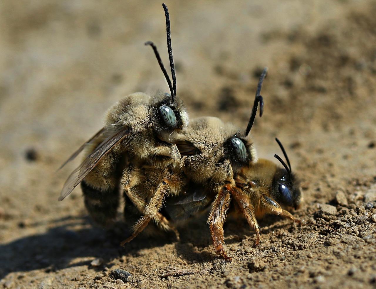 bee  mating  insects free photo