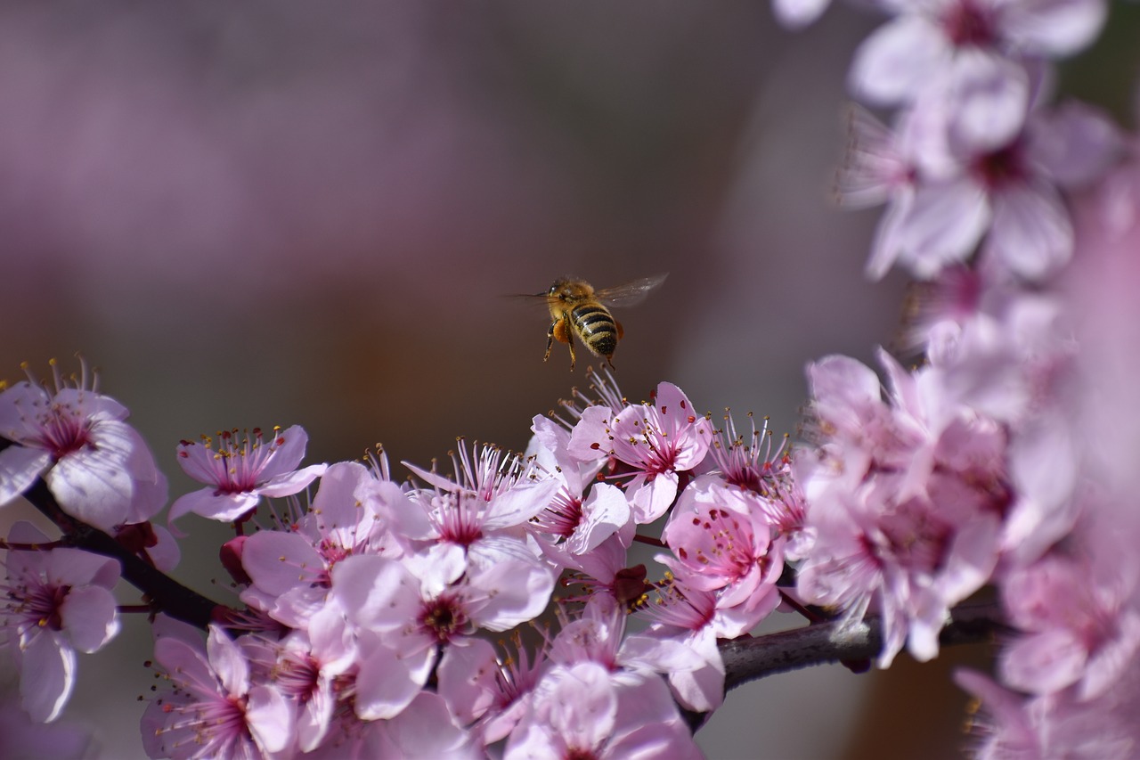 bee  insect  nature free photo