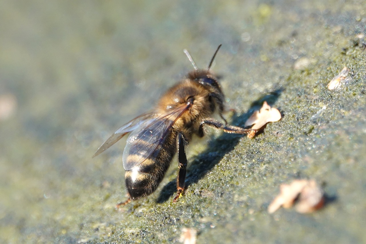 bee  bees  bug free photo