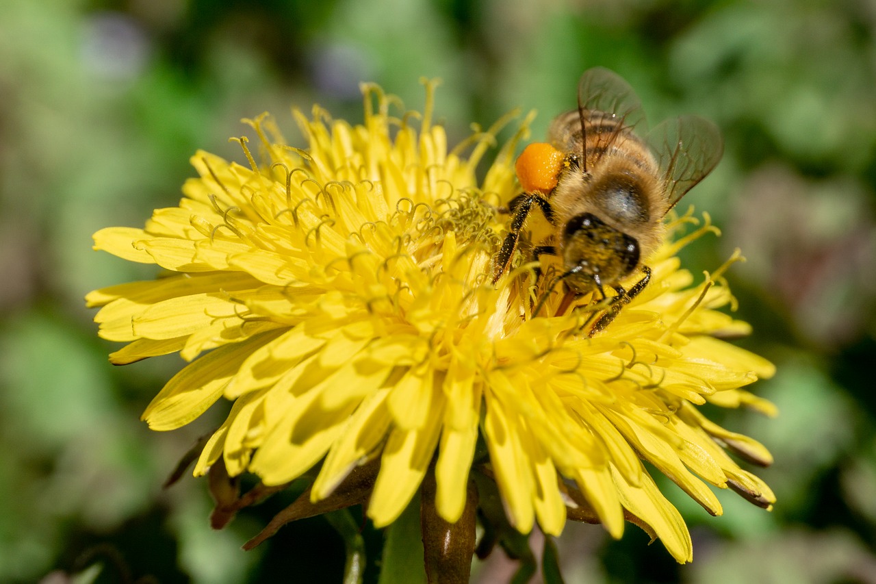 bee  nectar  insect free photo