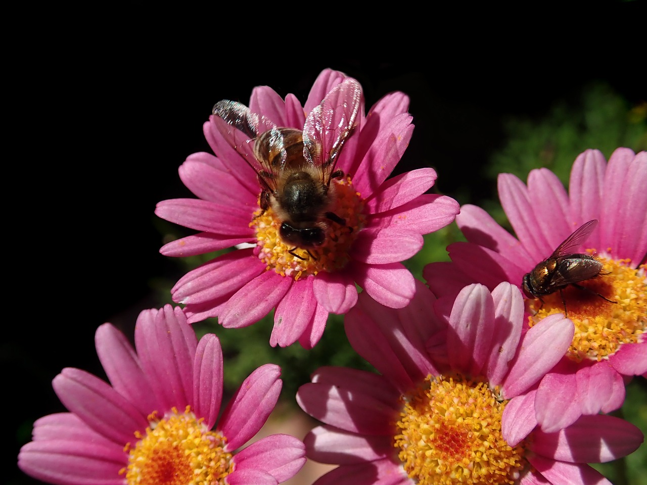 bee  fly  insects free photo