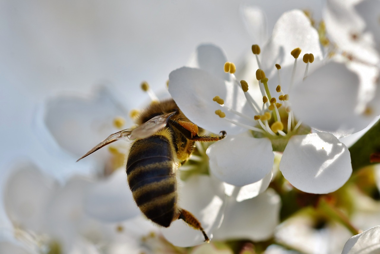 bee  honey bee  insect free photo