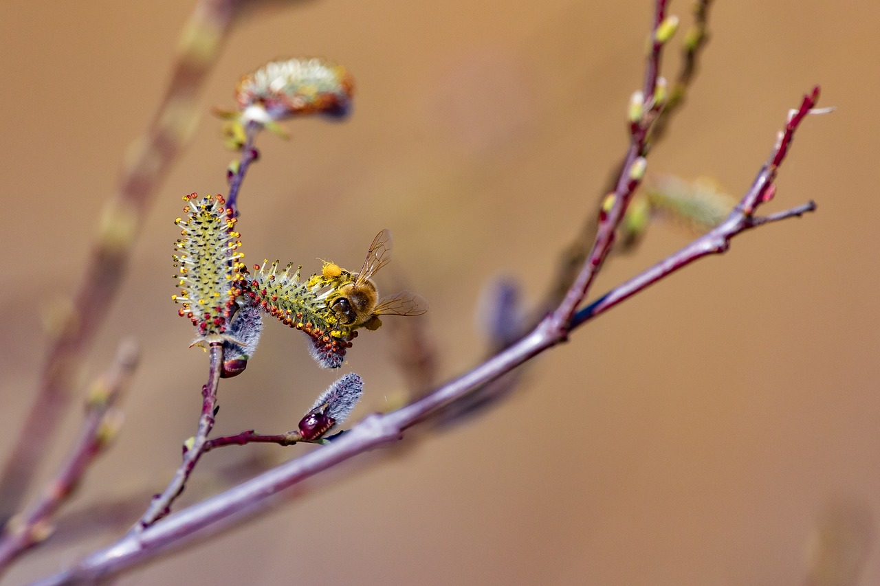 bee  spring  nature free photo