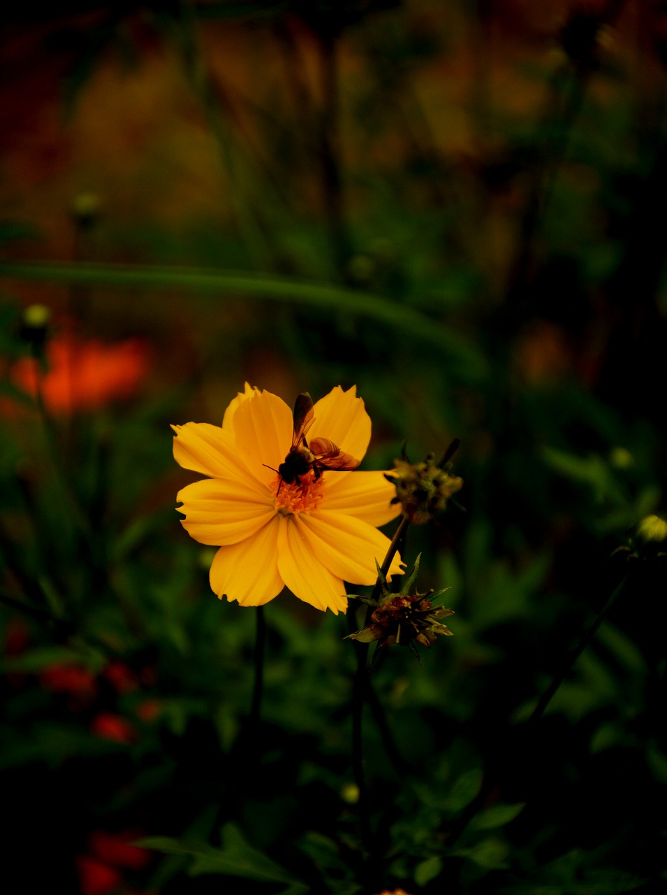 bee  flower  nature free photo