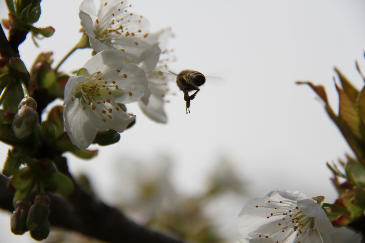 bee  cherry  flower free photo