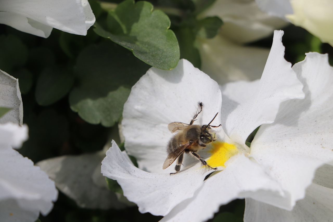 bee  flower  babu free photo