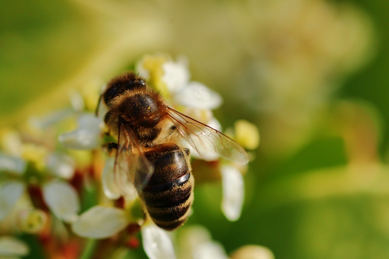 bee  always  close up free photo