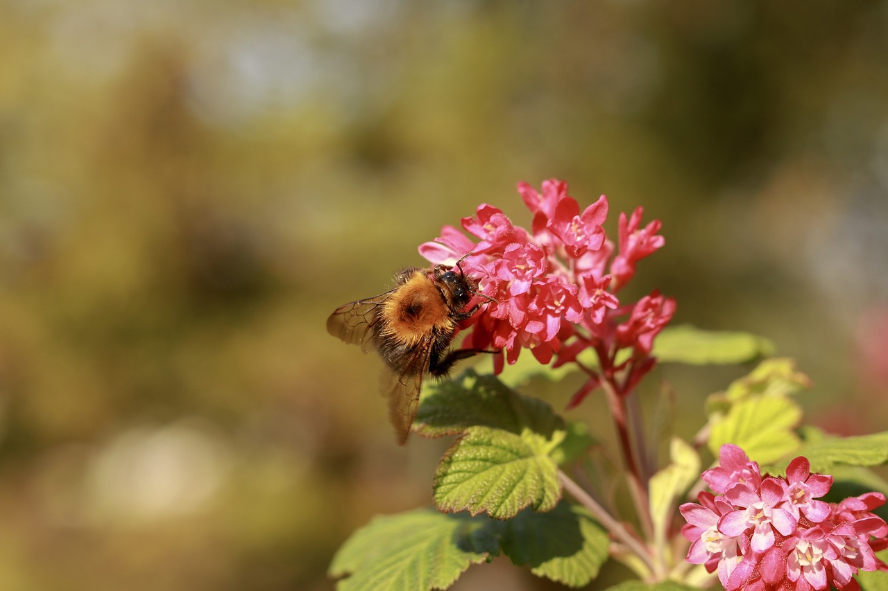 bee  flower  insects free photo