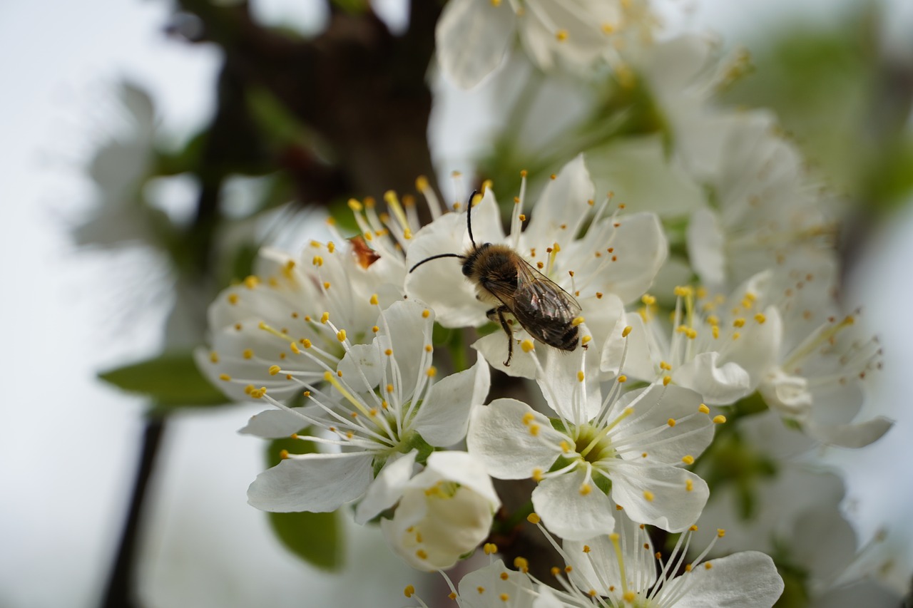 bee  nectar  blossom free photo