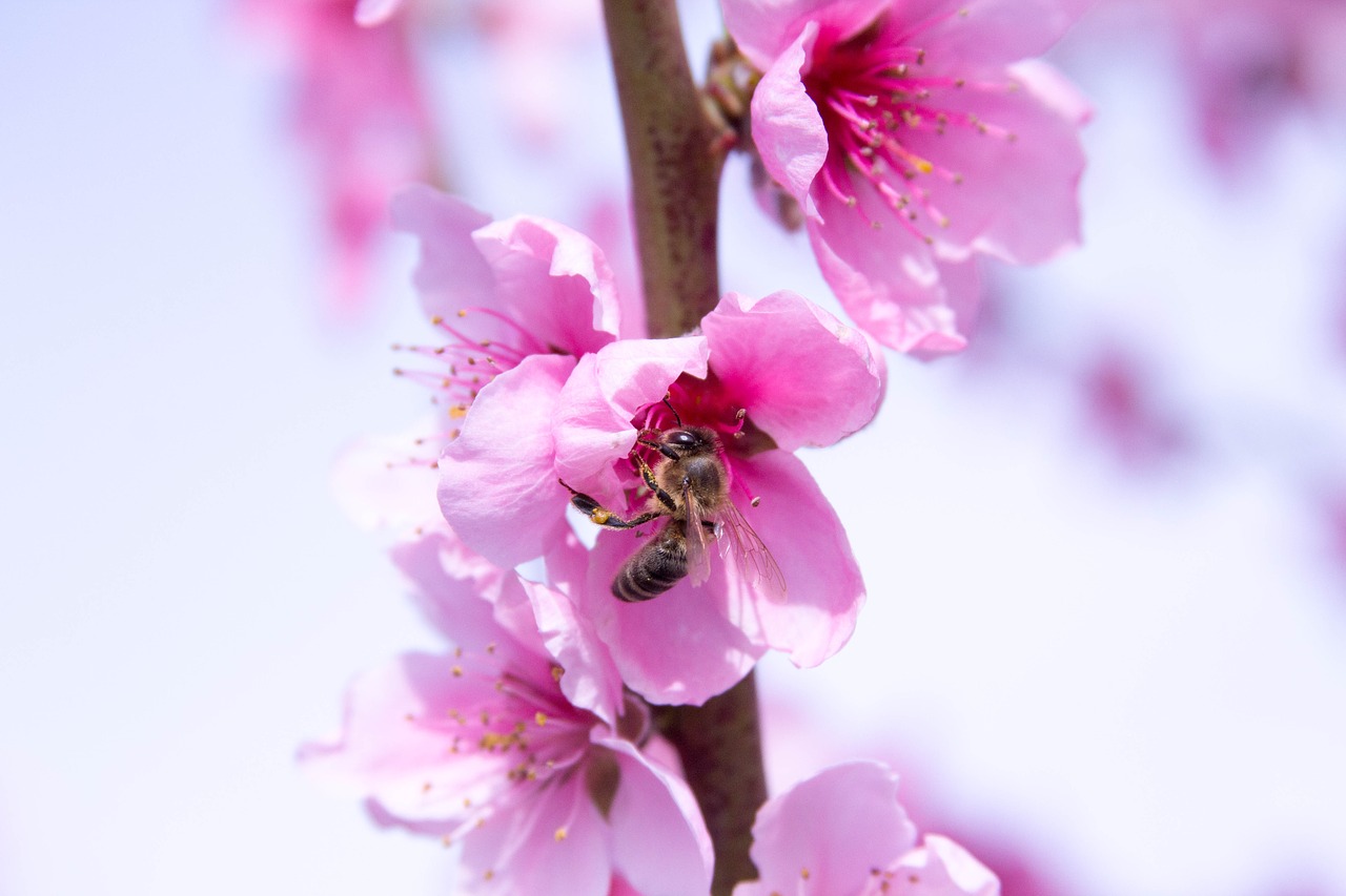 bee  nectar  peach blossom free photo