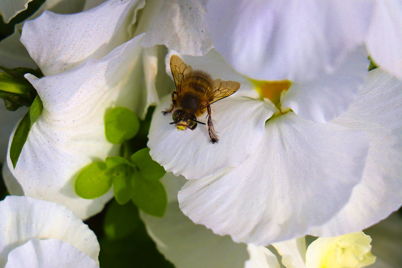 bee  flower  insect free photo