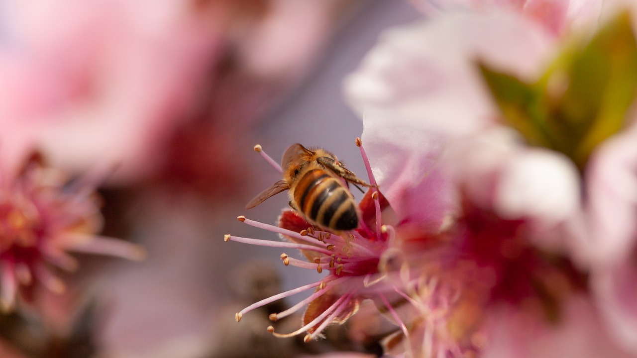 bee  blossom  bloom free photo