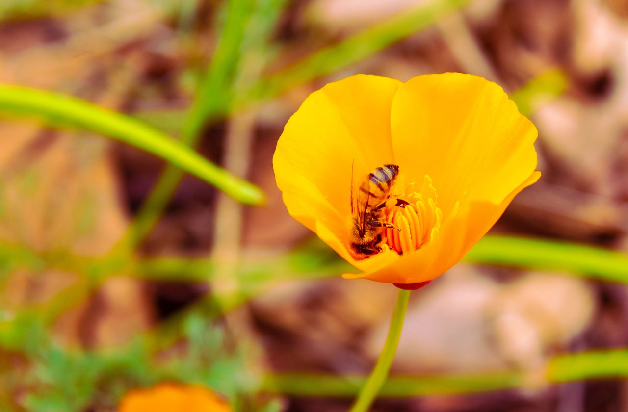 bee  pollinating  flower free photo