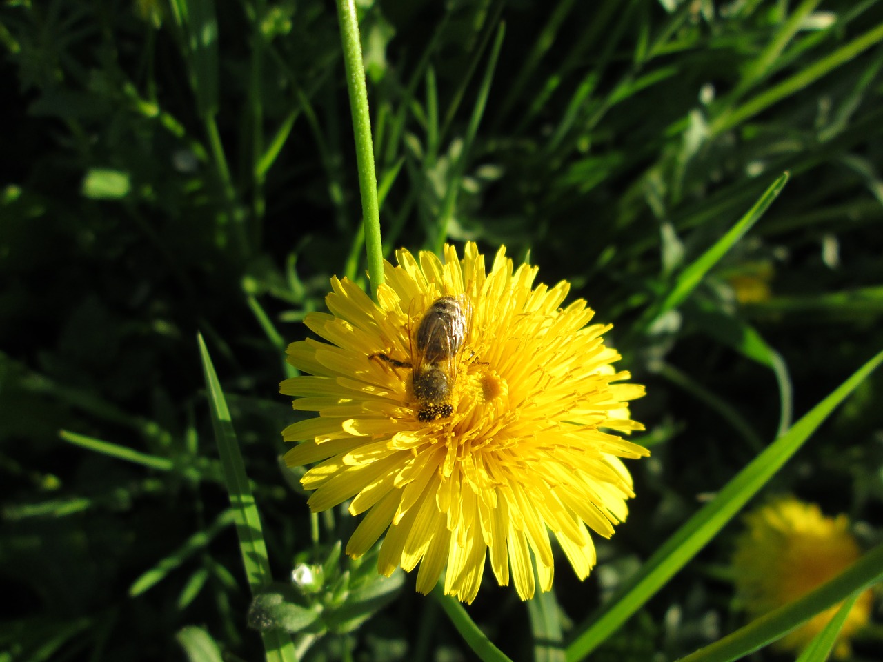 bee  dandelion  yellow free photo