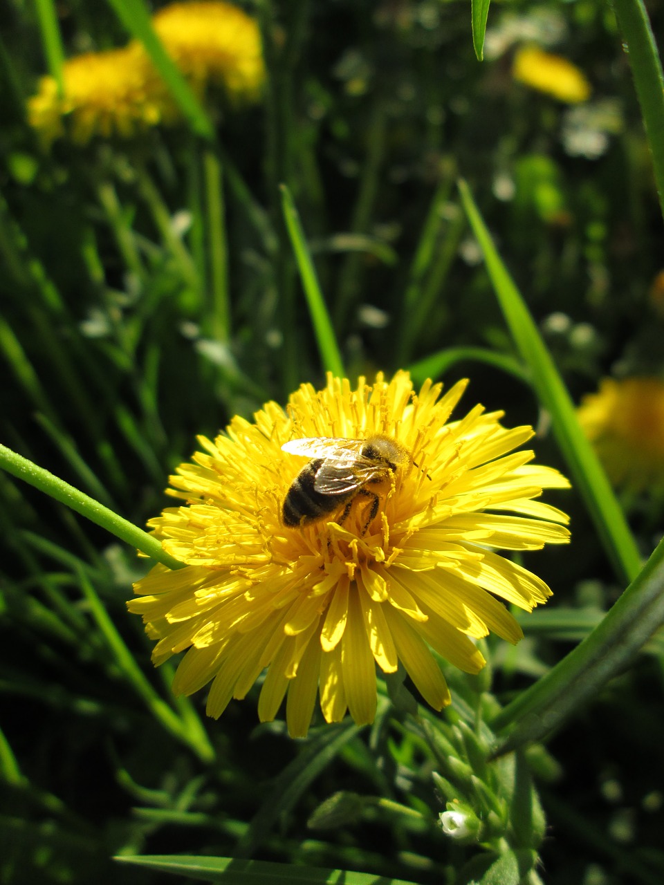 bee  dandelion  yellow free photo