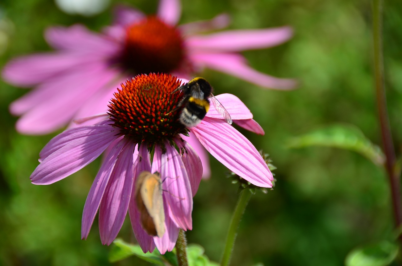 bee  summer  coneflower free photo