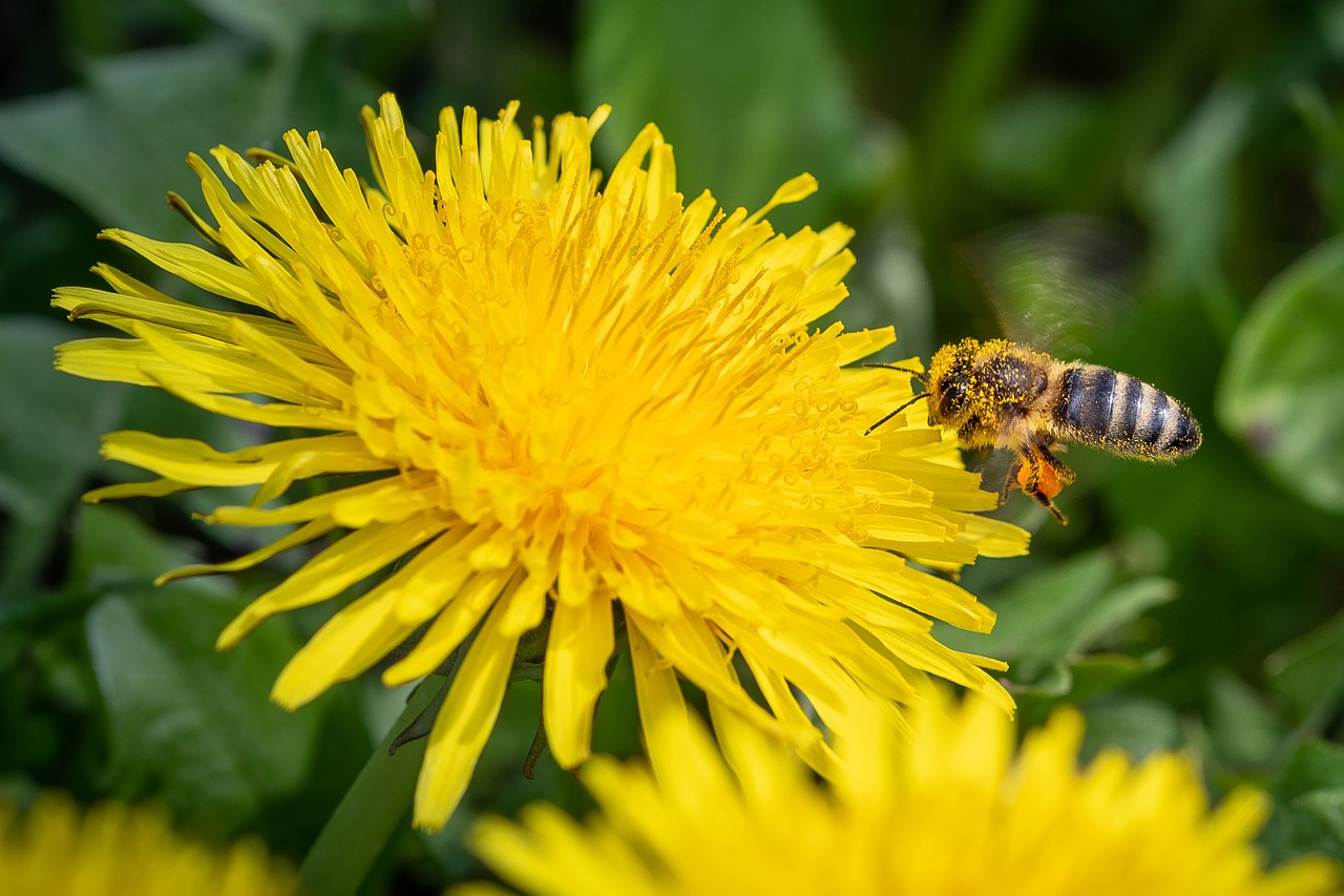 bee  pollen  nectar free photo