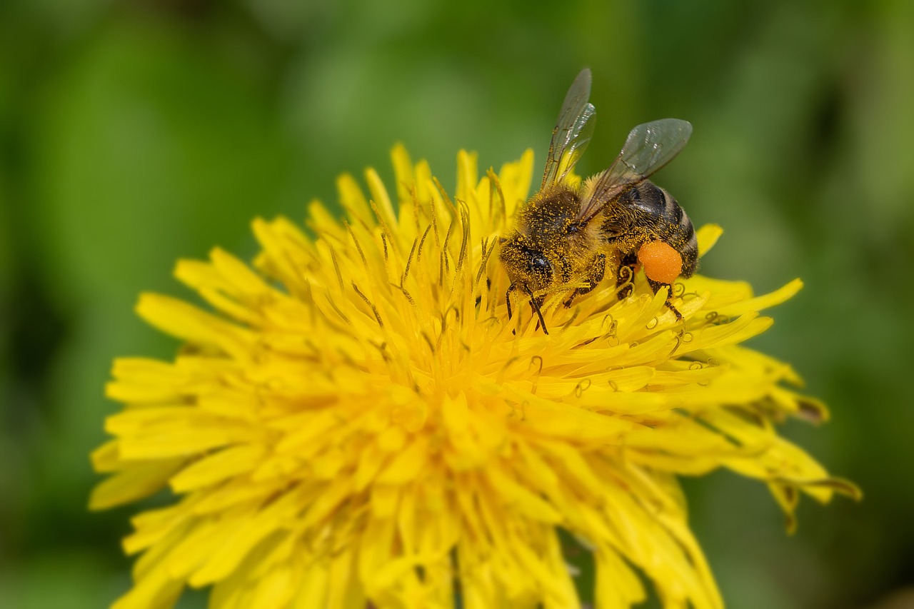 bee  pollen  nectar free photo