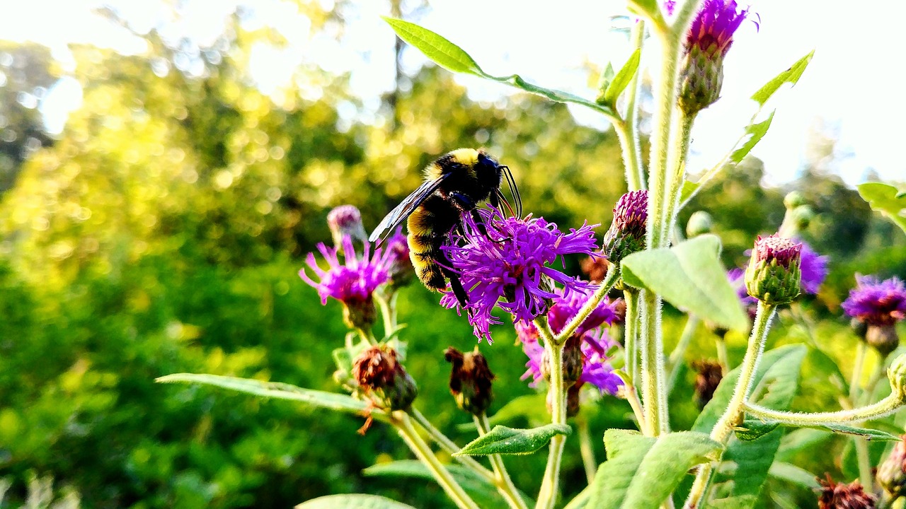 bee  flower  bugs free photo