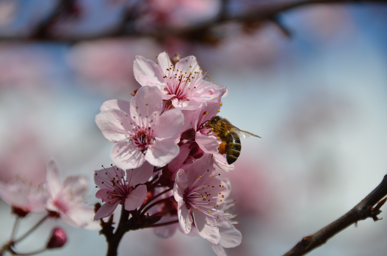 bee  blood plum  nectar free photo