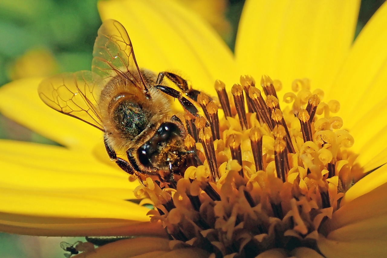 bee  insect  flower free photo