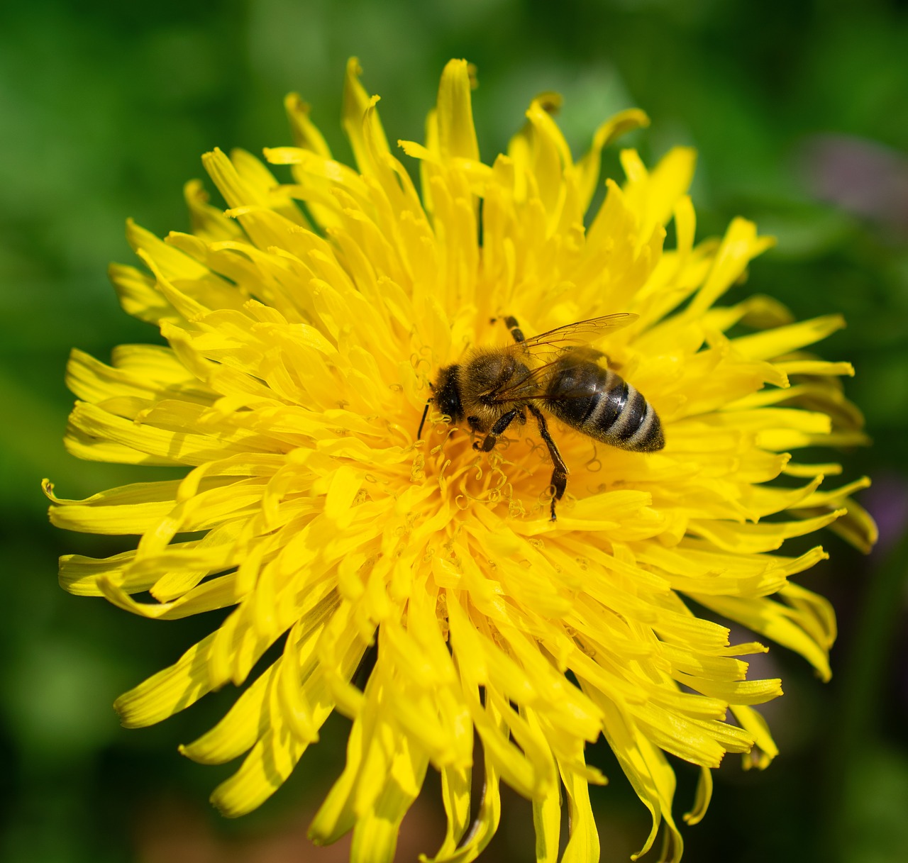 bee  dandelion  pollen free photo