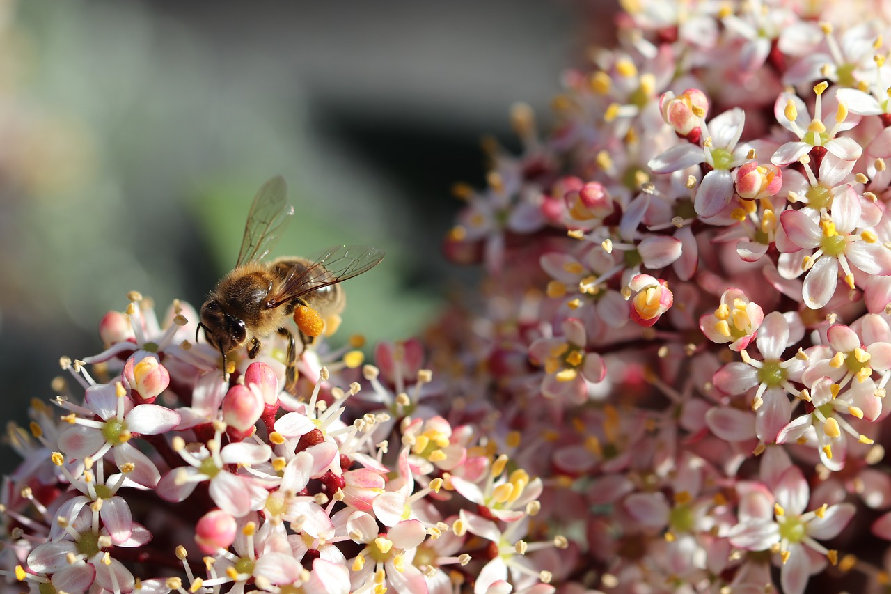 bee  forage  spring free photo