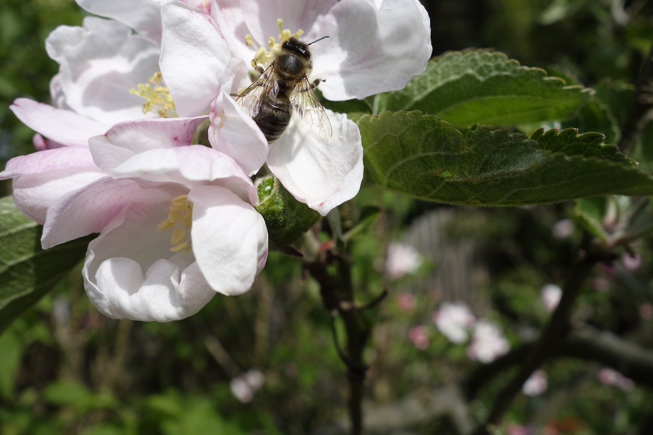 bee  blossom  bloom free photo