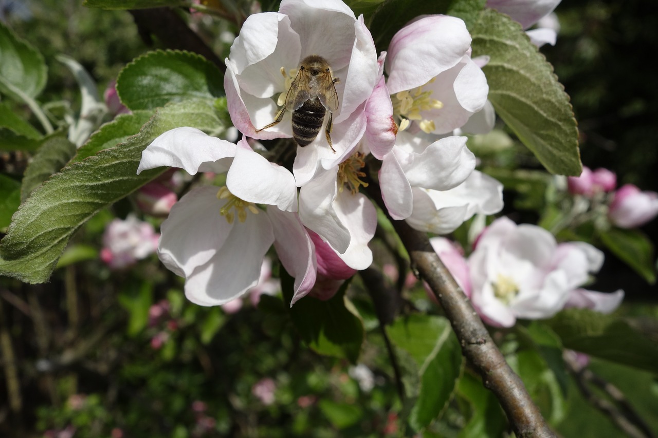 bee  apple blossom  insect free photo