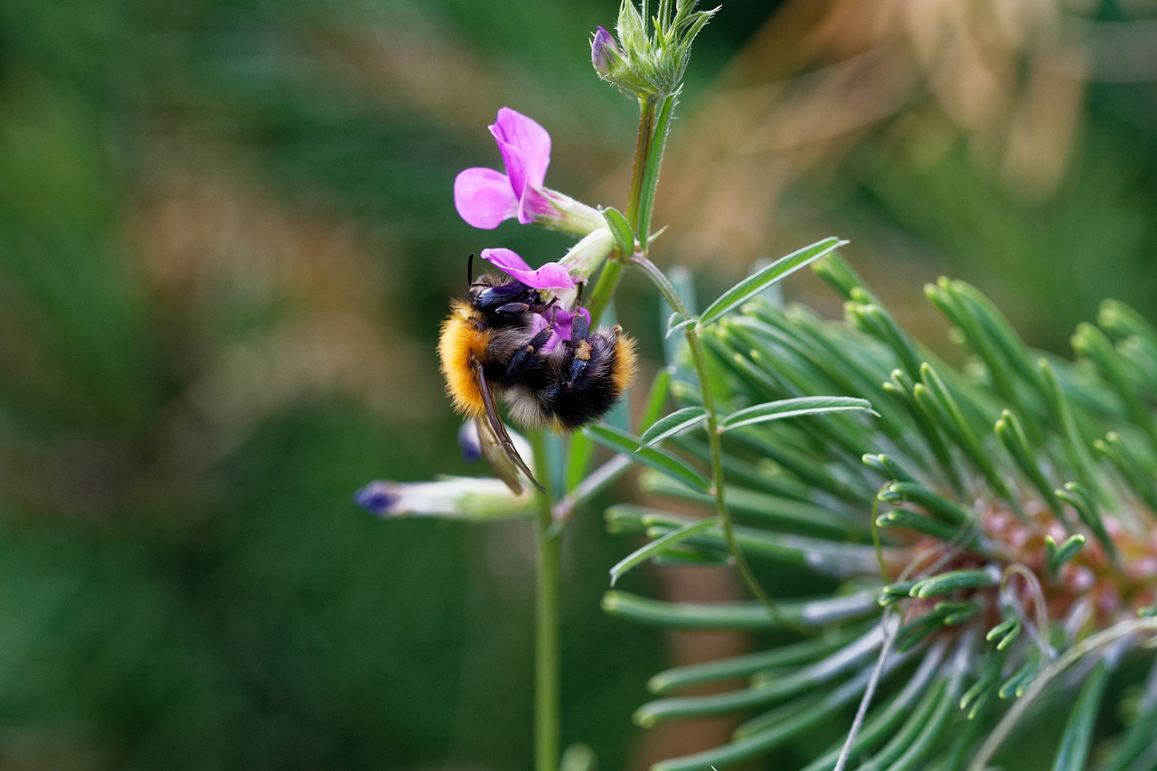 bee  blossom  bloom free photo